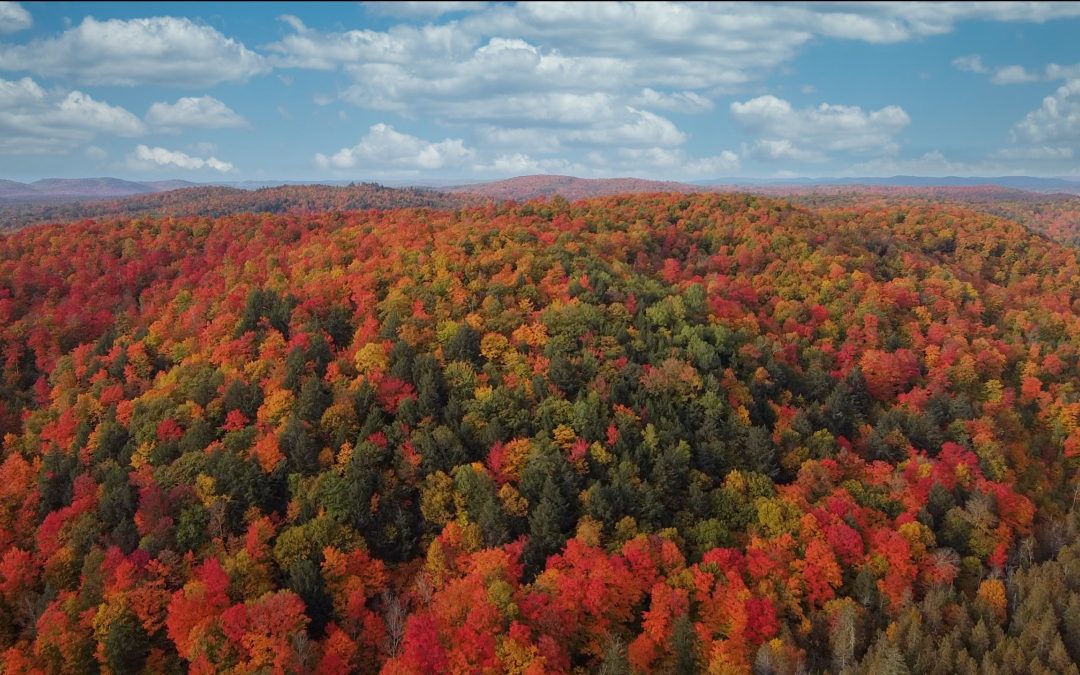 FALL RHAPSODY – GATINEAU PARK